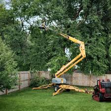 Best Palm Tree Trimming  in Beacon, NY