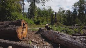 Best Stump Grinding and Removal  in Beacon, NY