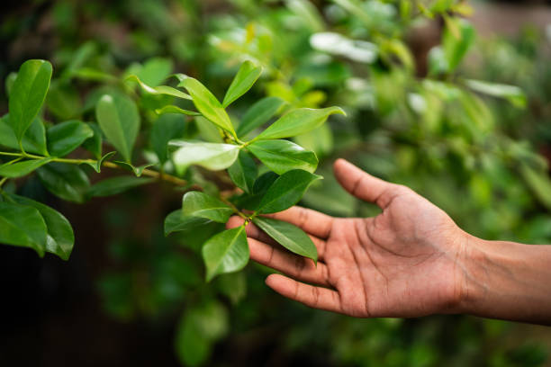 How Our Tree Care Process Works  in  Beacon, NY