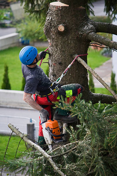 Best Tree Disease Treatment  in Beacon, NY