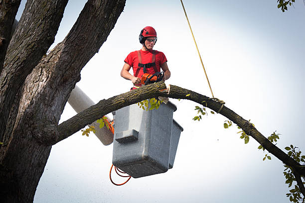Best Firewood Processing and Delivery  in Beacon, NY