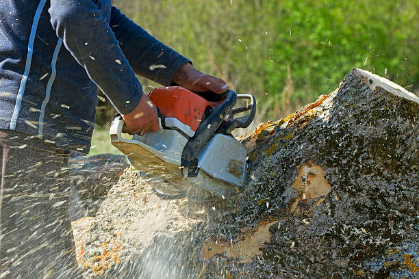 Best Tree Removal  in Beacon, NY